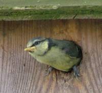 Baby Blue Tit Emerging From Nest Box