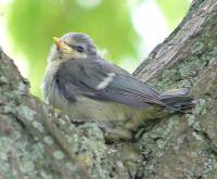 Baby Blue Tit in Crook of Branch