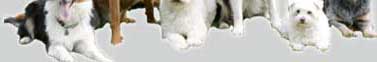 dog-bottom-banner.jpg
