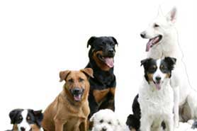 dog-bottom-right.jpg