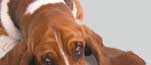 dog-top-banner.jpg