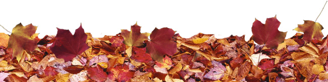 leaves-ground-b.jpg