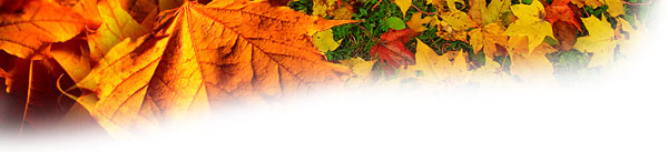 leaves_banner.jpg