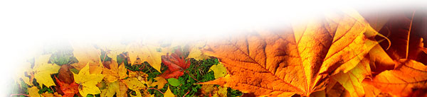leaves_bbanner.jpg