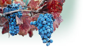 grapevine1.jpg