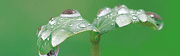 grow-top4.gif