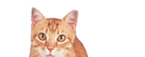 cat-right.jpg