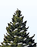 icicles-treetop.gif