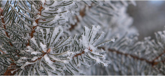 pine-tree1.jpg