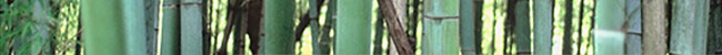 bamboo-photo-t1.jpg