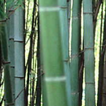 bamboo-photo-t2.jpg