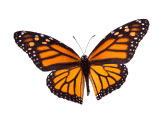butterfly1.gif