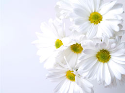 flowers14.jpg