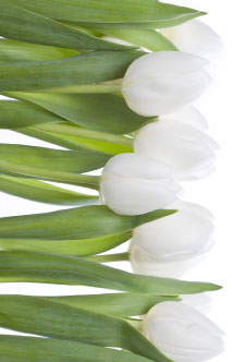 white-tulips.jpg